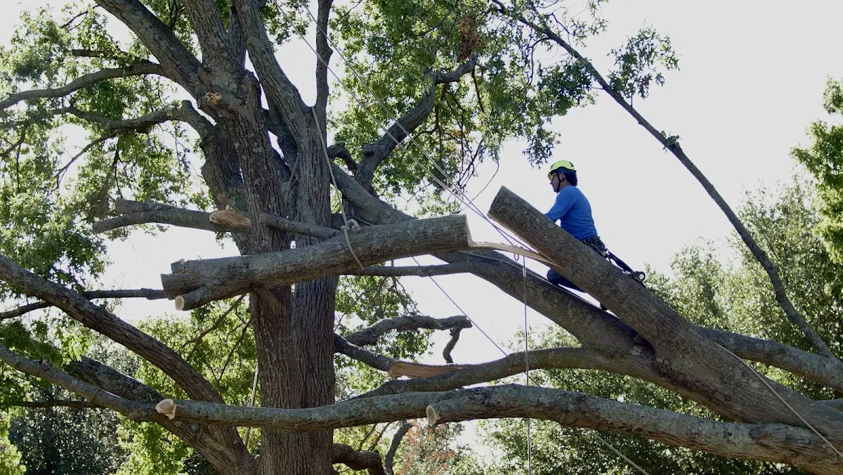 Professional Crown Thinning performed by certified arborists in Thomaston